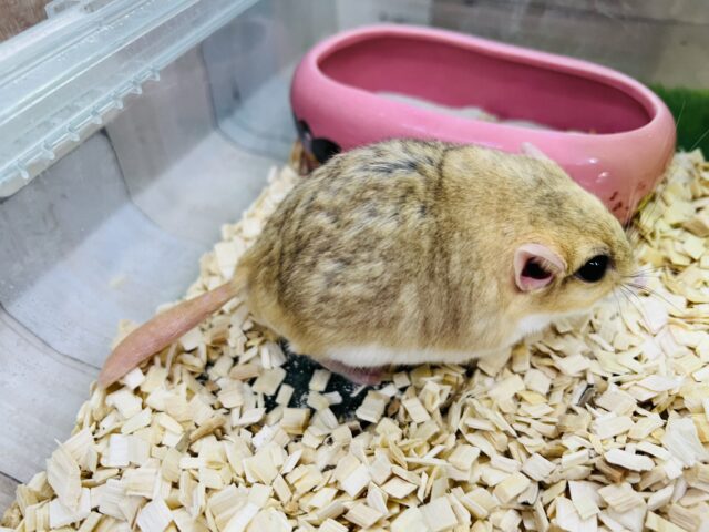 マカロニマウス（ファットテールジャービル、オブトアレチネズミ）