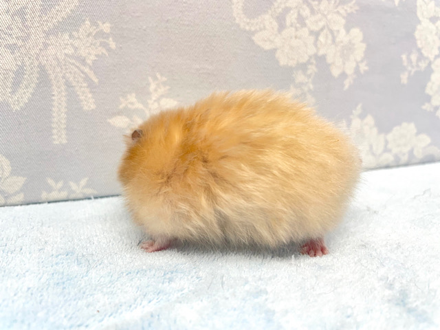 ん?ハリネズミ🦔?サテンハムスター男の子2023年1月生まれ ゴールデンハムスター