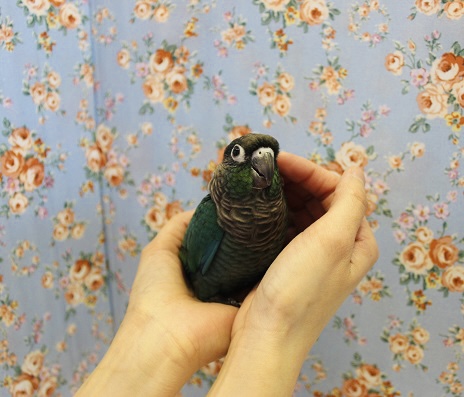 ホオミドリウロコインコ