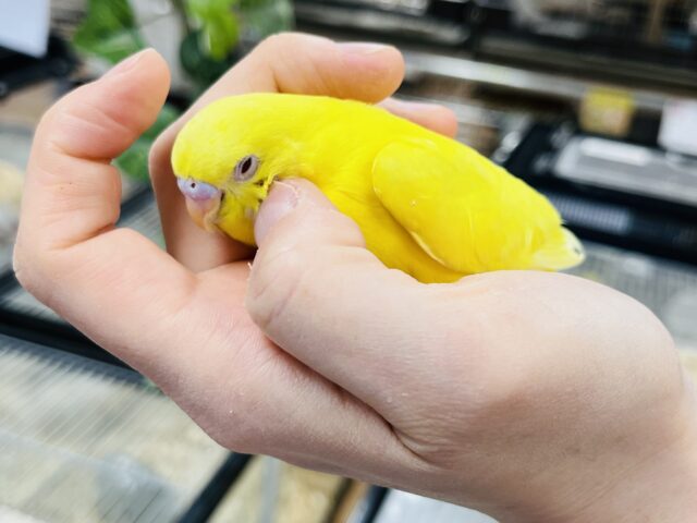 セキセイインコ