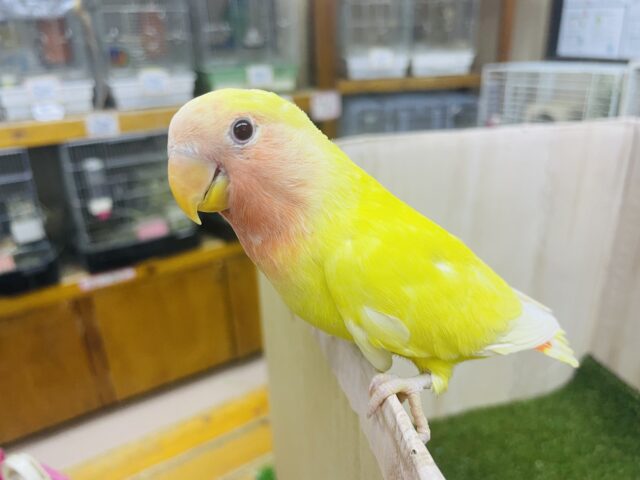 コザクラインコ（小桜インコ）