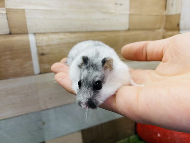 ジャンガリアン