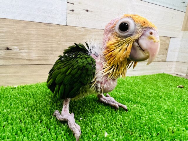 シロハラインコ