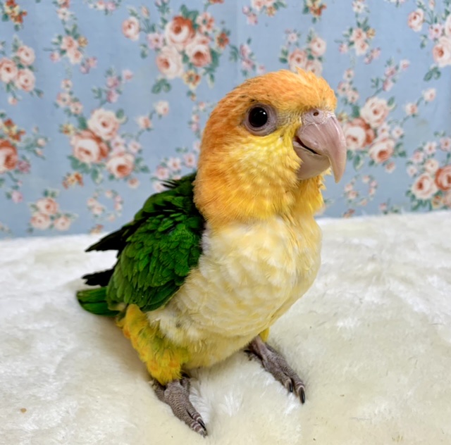 シロハラインコ