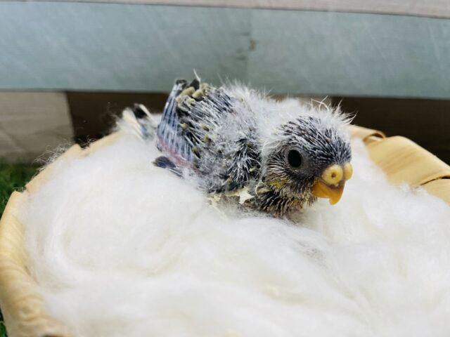 アキクサインコ（秋草インコ）