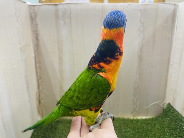 アカエリゴシキセイガイインコ