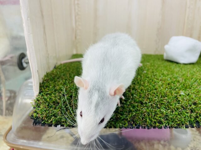 ファンシーラット