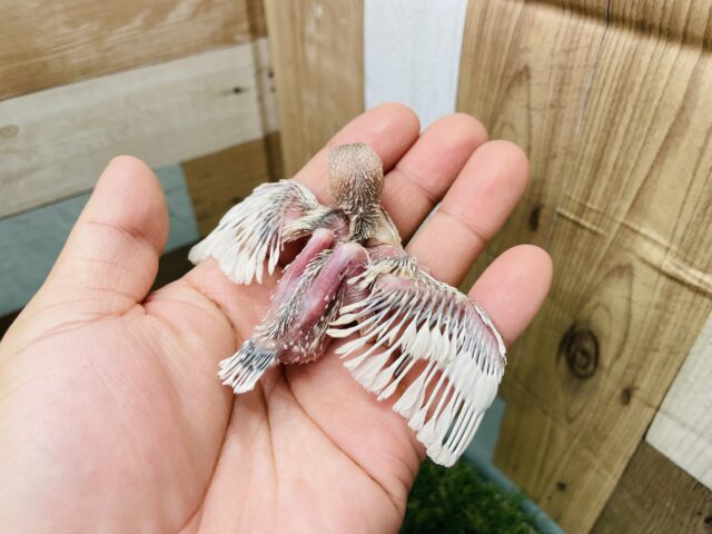 シルバーイノ文鳥