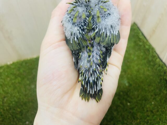 サザナミインコ