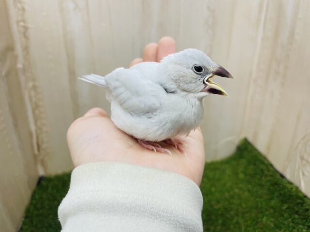 シルバー文鳥
