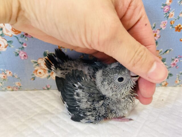 サザナミインコ