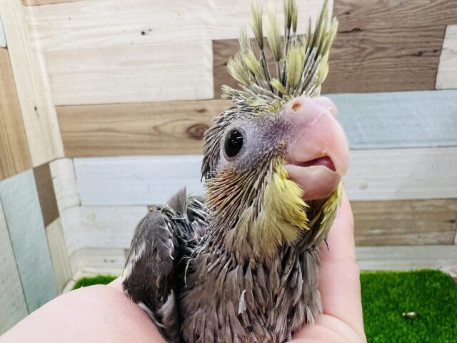 オカメインコ