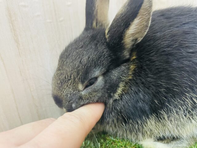 ネザーランドドワーフ