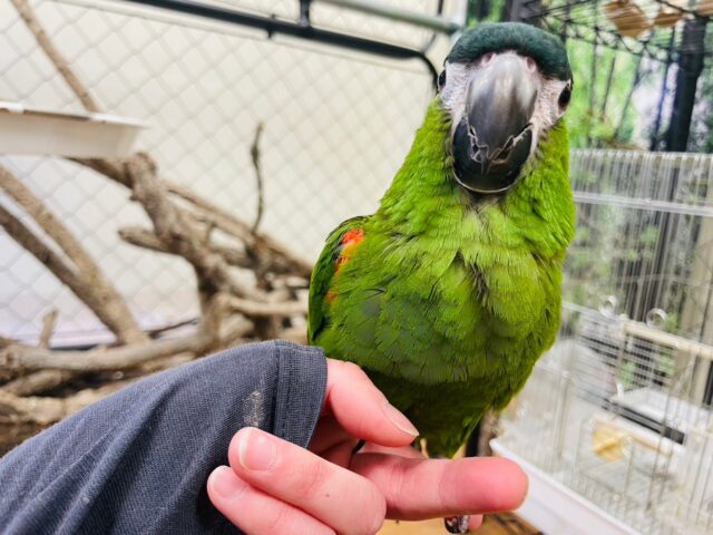 コミドリコンゴウインコ