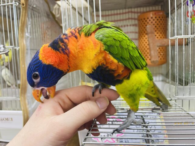 アカエリゴシキセイガイインコ