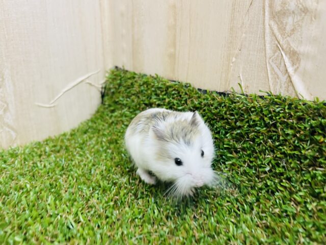 ロボロフスキーハムスター