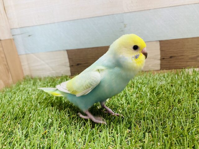 セキセイインコ