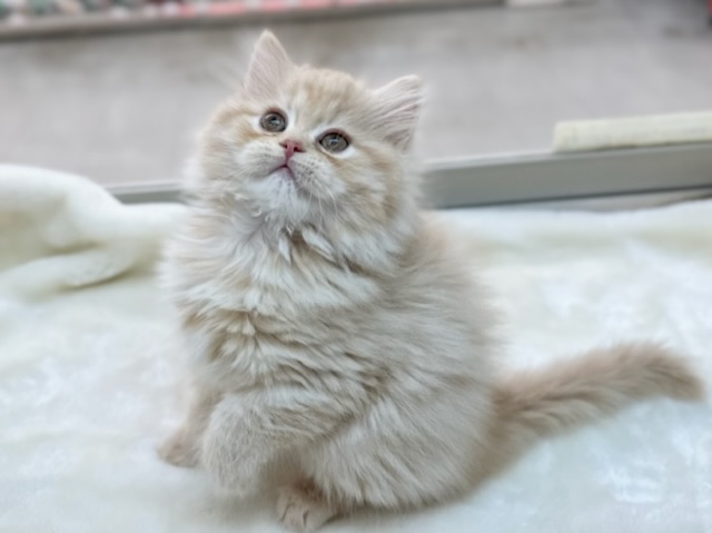 スコティッシュフォールド