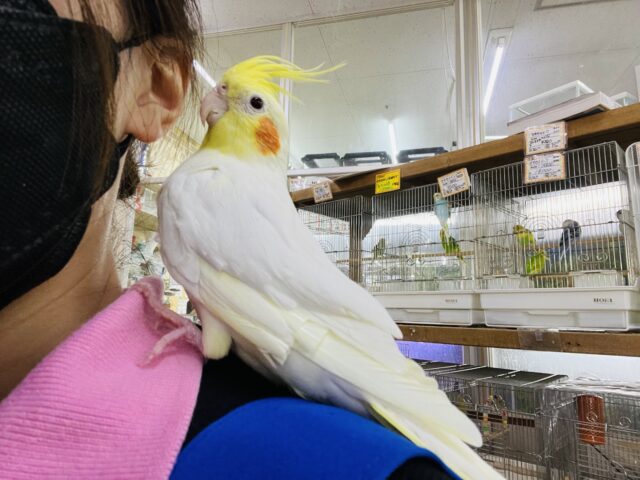 オカメインコ