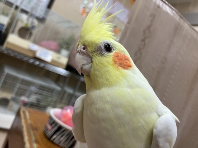オカメインコ