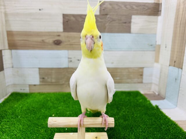 オカメインコ