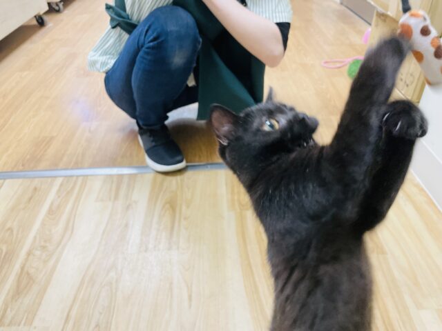 スコティッシュフォールド