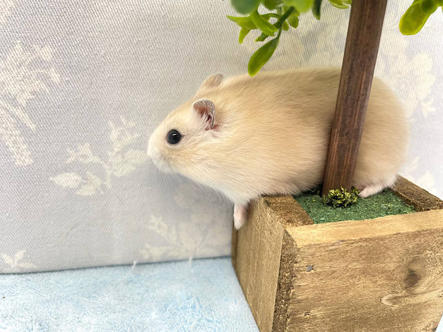 ジャンガリアン