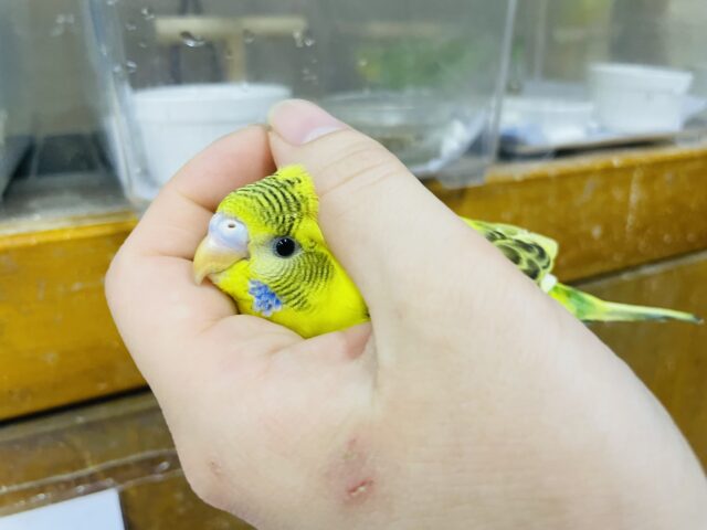 セキセイインコ