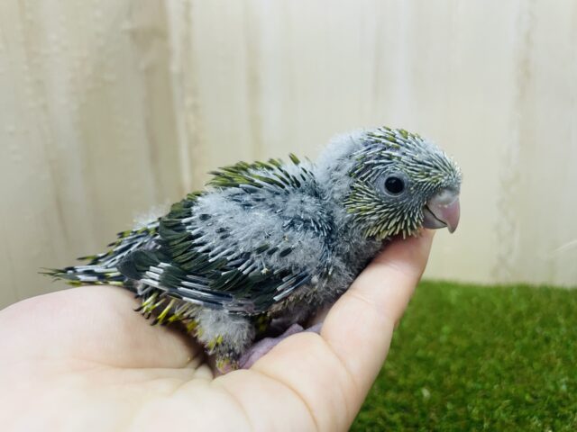 サザナミインコ