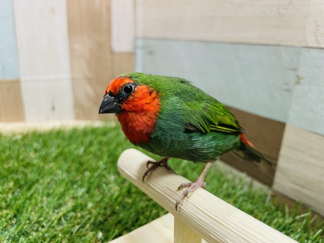 ヒノマルチョウ（日の丸鳥）