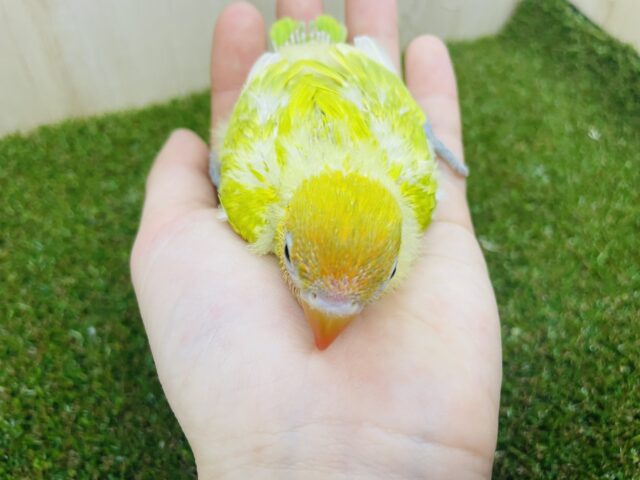 ヤマブキボタンインコ