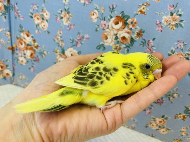人気のハルクインさん再び❢ヒナちゃん入舎です❢🌻 セキセイインコ