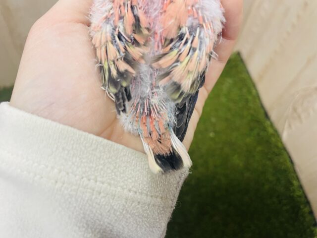 アキクサインコ（秋草インコ）