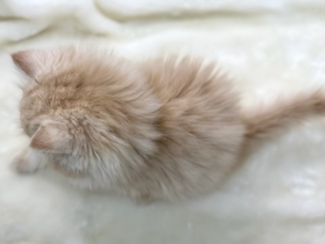 スコティッシュフォールド