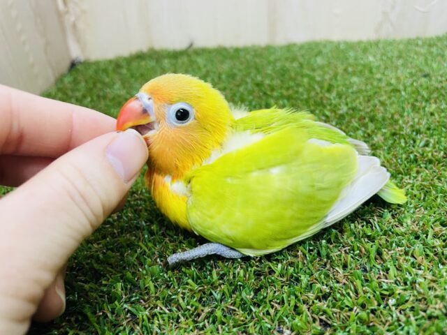 ヤマブキボタンインコ