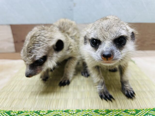 ミーアキャット