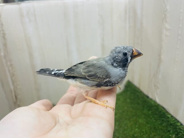 錦花鳥（キンカチョウ）