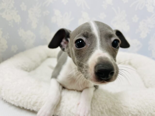 イタリアングレーハウンド