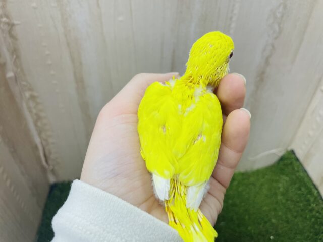 セキセイインコ
