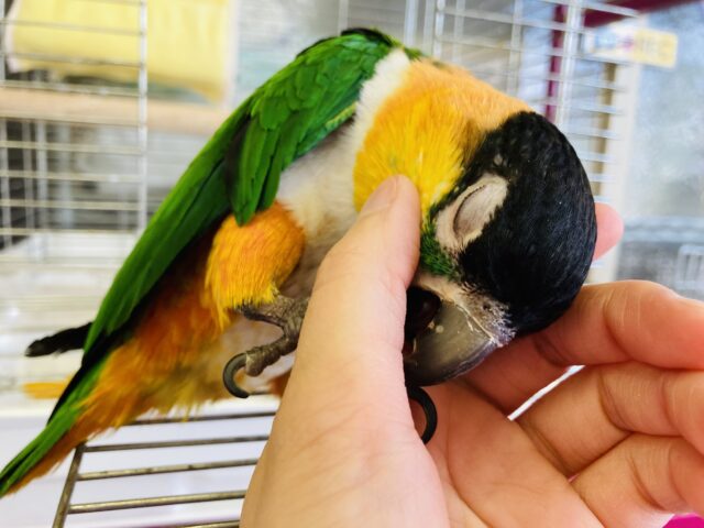 ズグロシロハラインコ