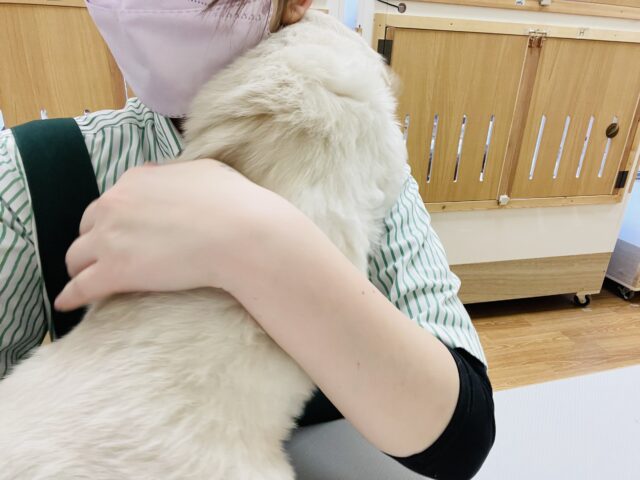 ゴールデンレトリバー