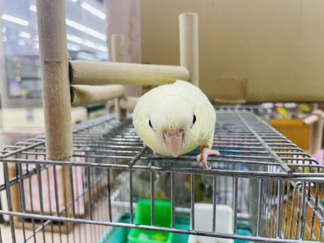 サザナミインコ