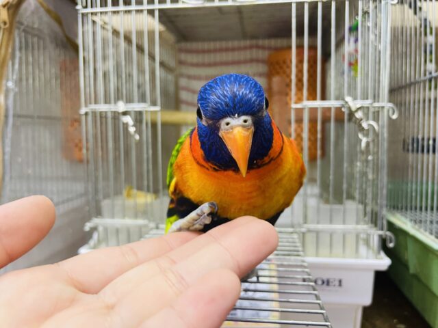 アカエリゴシキセイガイインコ
