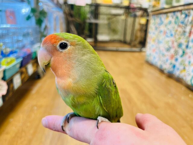 コザクラインコ（小桜インコ）