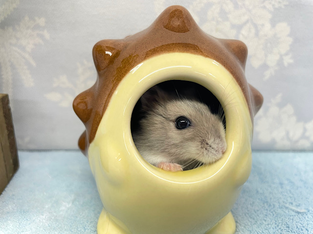 ジャンガリアン