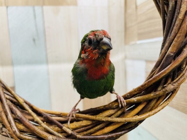 ヒノマルチョウ（日の丸鳥）