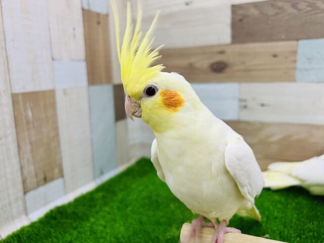 オカメインコ