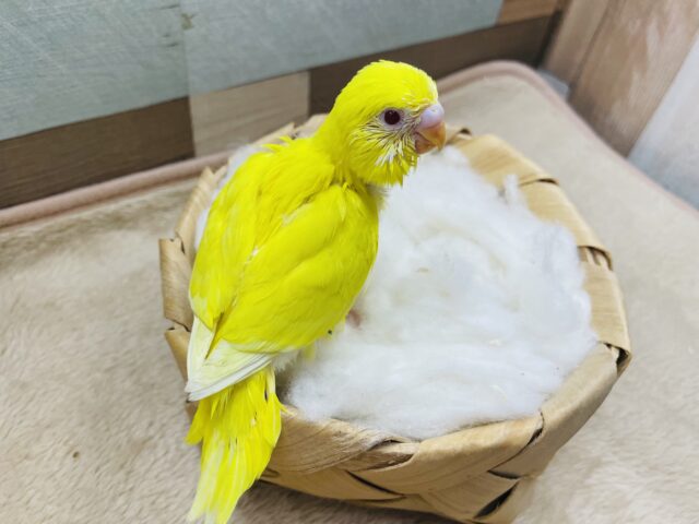 セキセイインコ