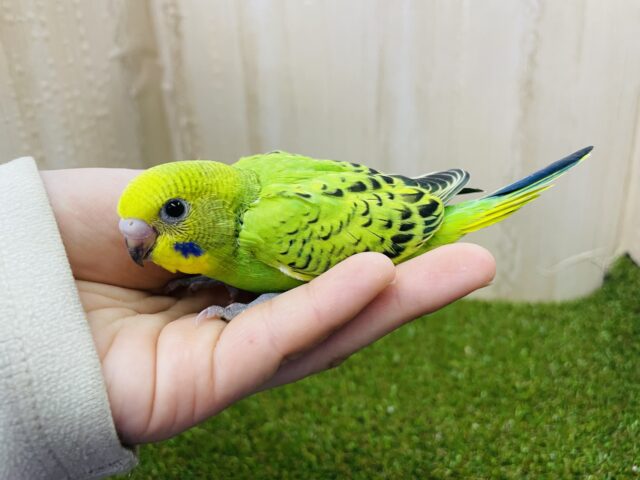 セキセイインコ