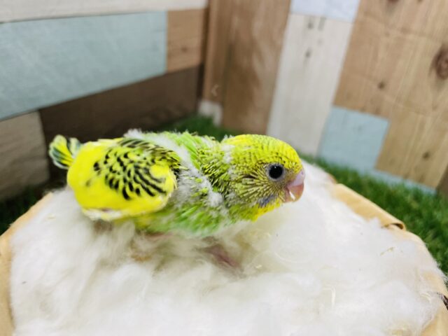 セキセイインコ